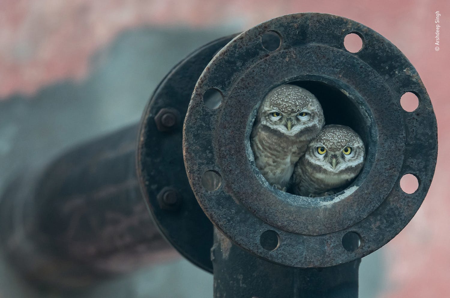 Pipe owls Wildlife Photographer of the Year 2018